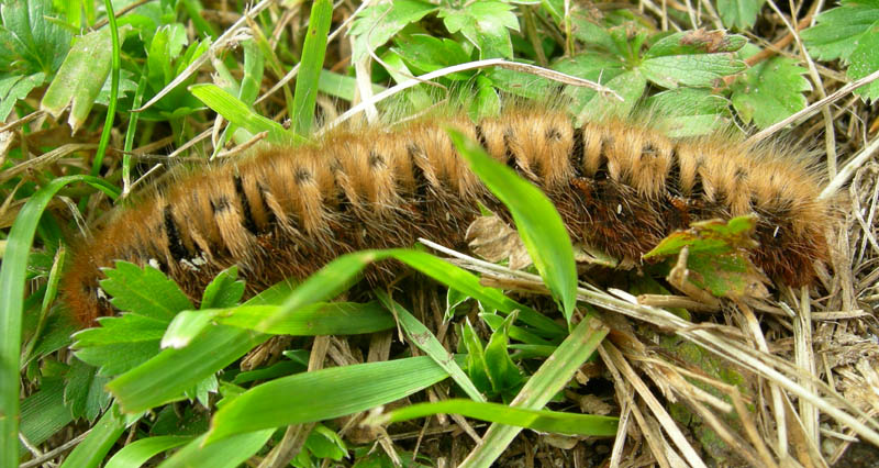 Bruco: Lasiocampa quercus - Lasiocampidae....dal Trentino