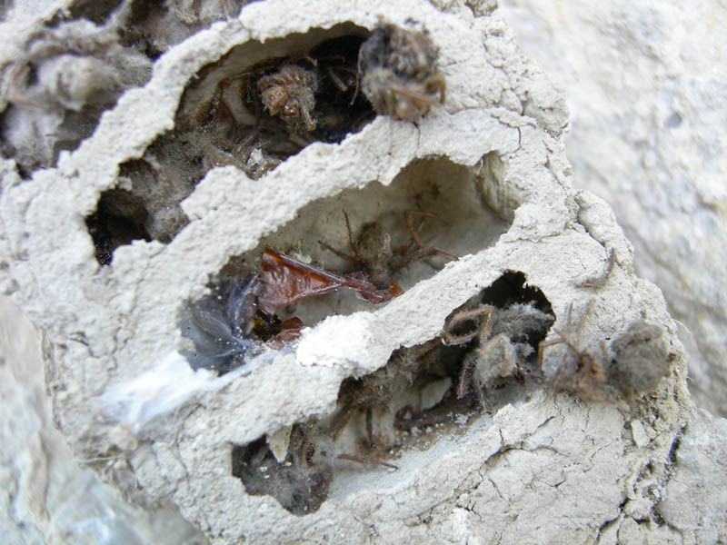 cellette piene di ragnetti (nido di Sceliphron danneggiato)