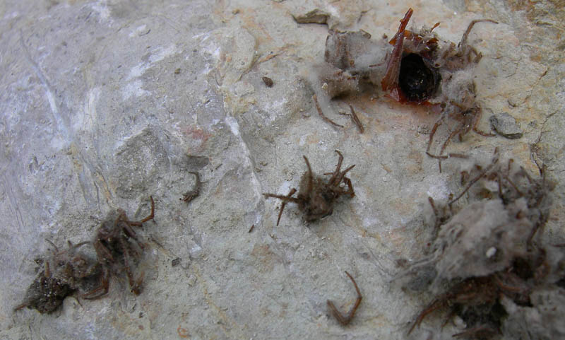 cellette piene di ragnetti (nido di Sceliphron danneggiato)