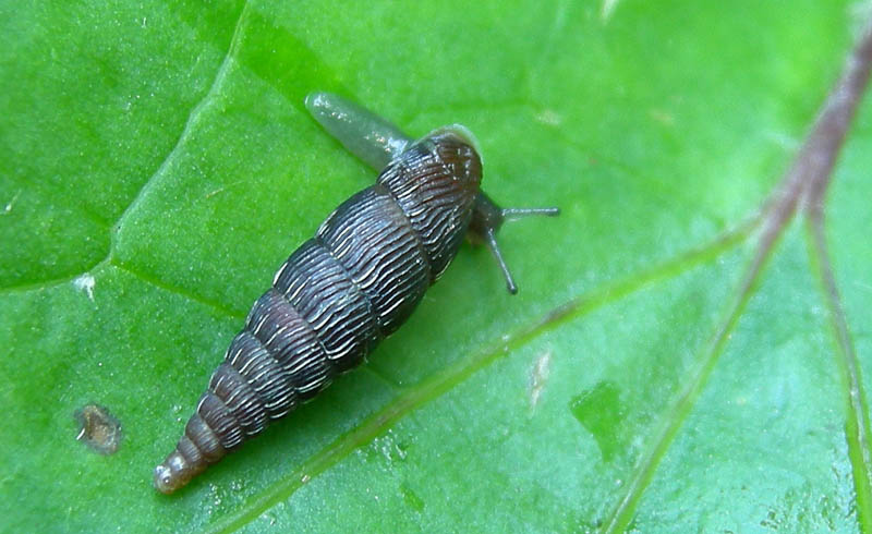 Macrogastra plicatula  Virti di Folgaria (TN)