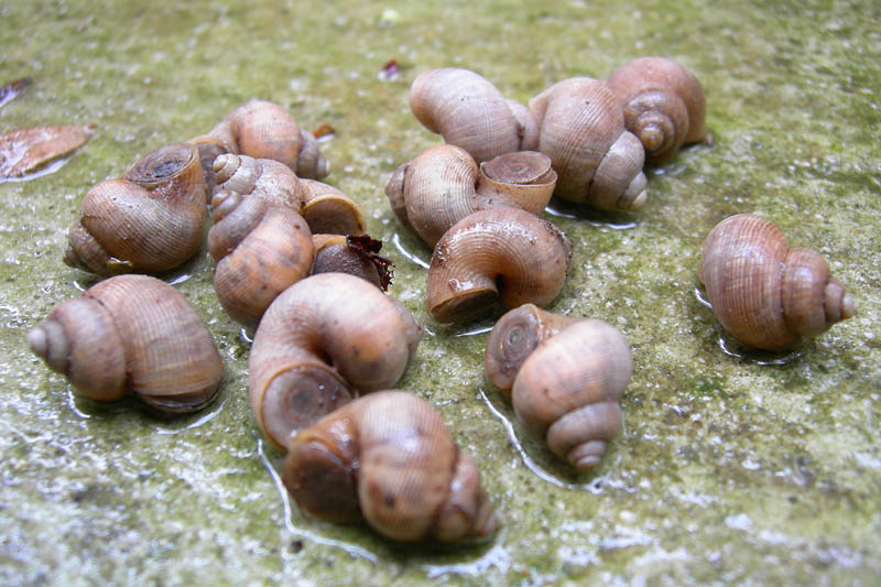 Pomatias elegans...da Monte Reale (TN)