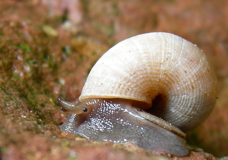 Pomatias elegans...da Monte Reale (TN)