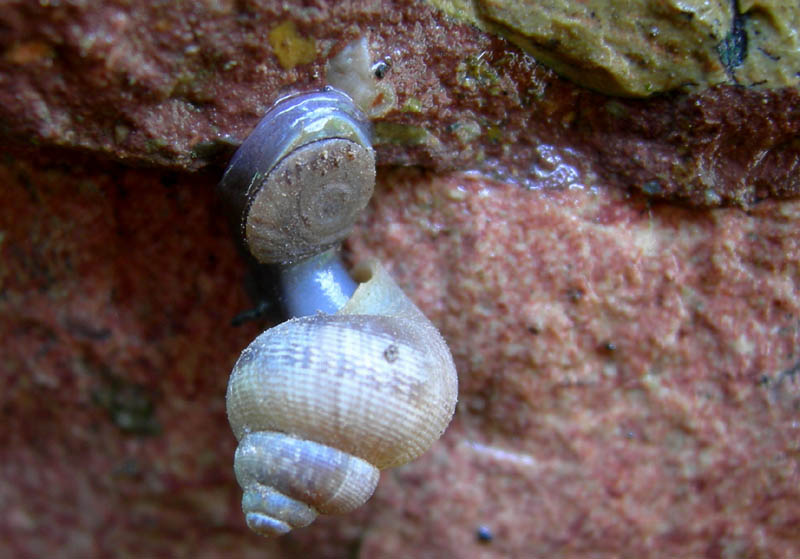 Pomatias elegans...da Monte Reale (TN)