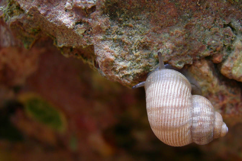 Pomatias elegans...da Monte Reale (TN)