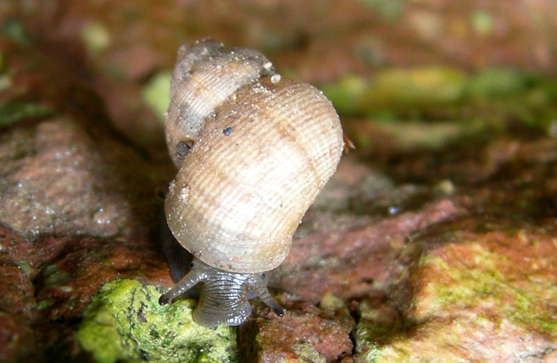 Pomatias elegans...da Monte Reale (TN)