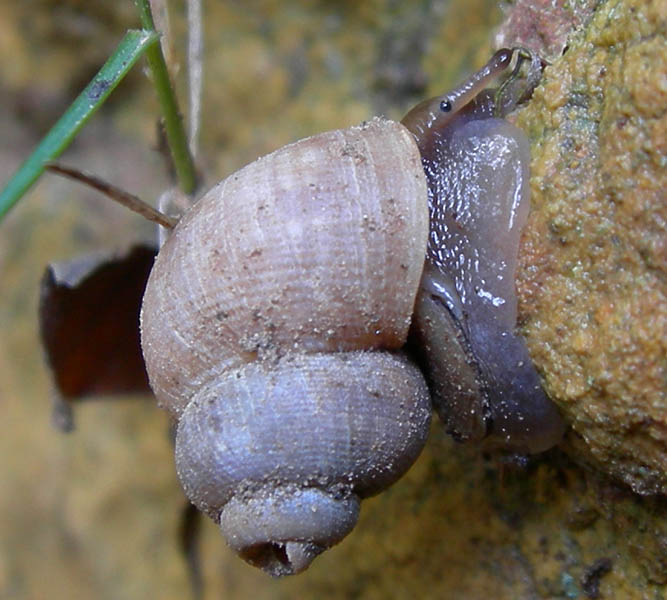 Pomatias elegans...da Monte Reale (TN)