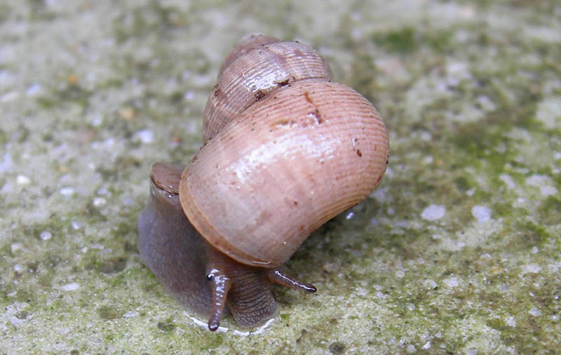 Pomatias elegans...da Monte Reale (TN)