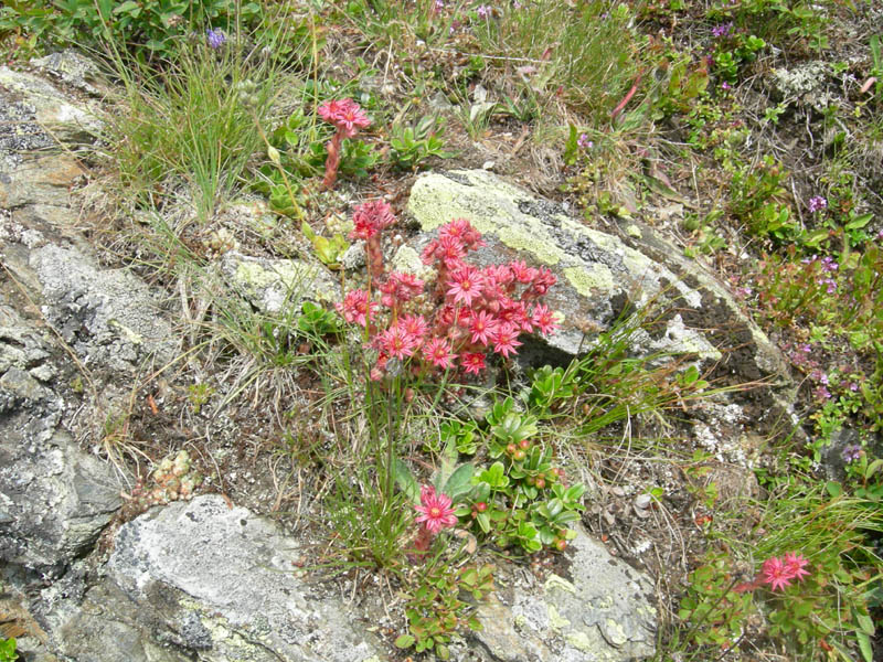 Sempervivum arachnoideum / Semprevivo ragnateloso