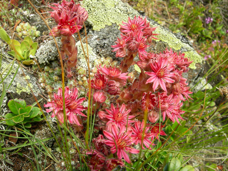 Sempervivum arachnoideum / Semprevivo ragnateloso