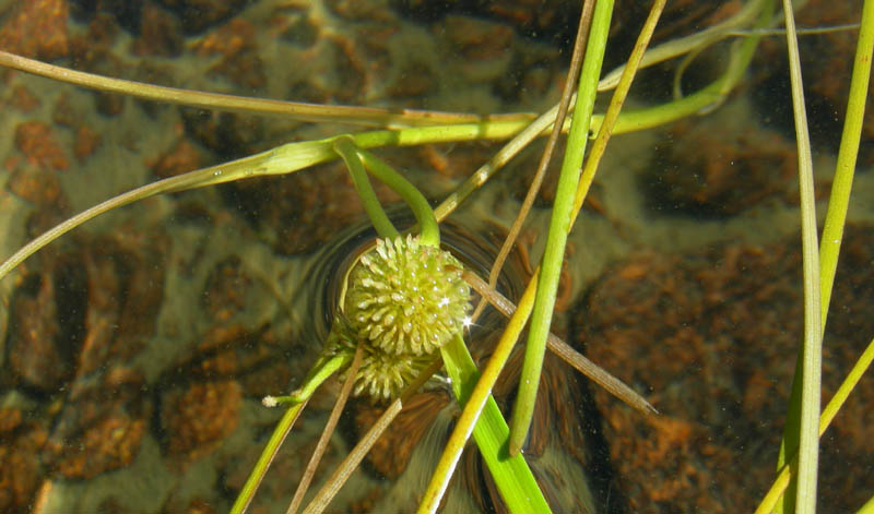 Sparganium angustifolium / Coltellaccio a foglie strette