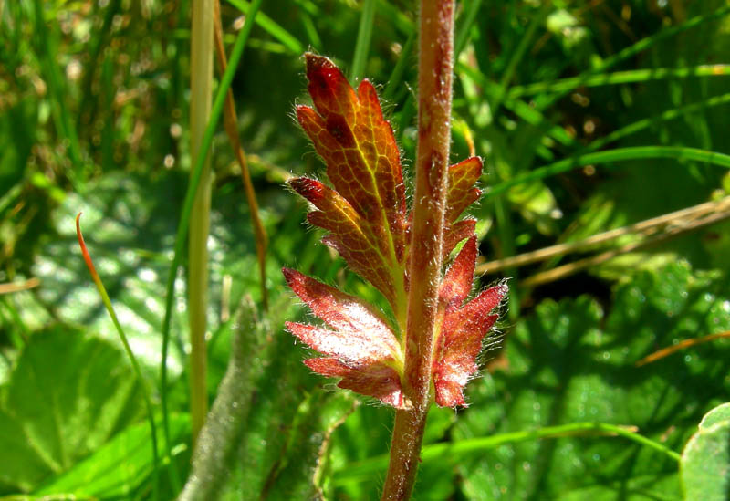 Val Campelle........3 Geum montanum