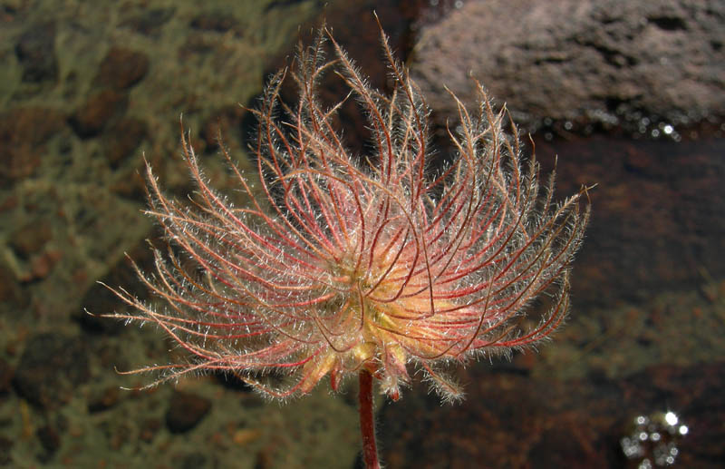 Val Campelle........3 Geum montanum