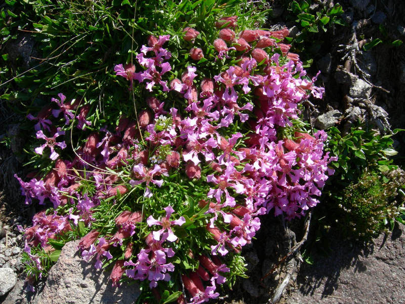 Saponaria pumila / Saponaria minore