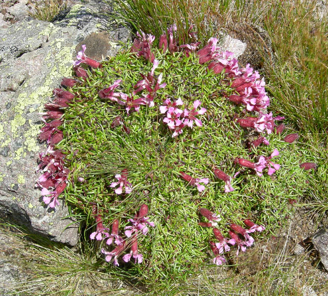 Saponaria pumila / Saponaria minore