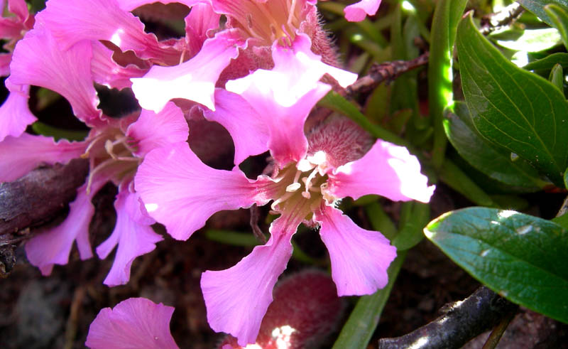 Saponaria pumila / Saponaria minore