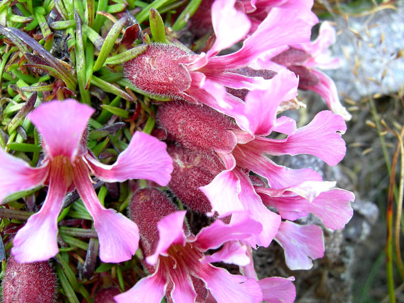 Saponaria pumila / Saponaria minore