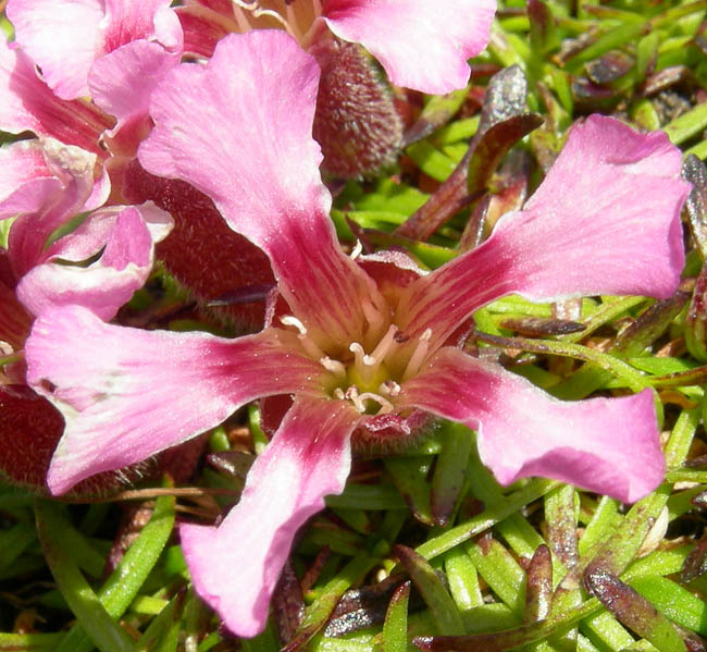 Saponaria pumila / Saponaria minore