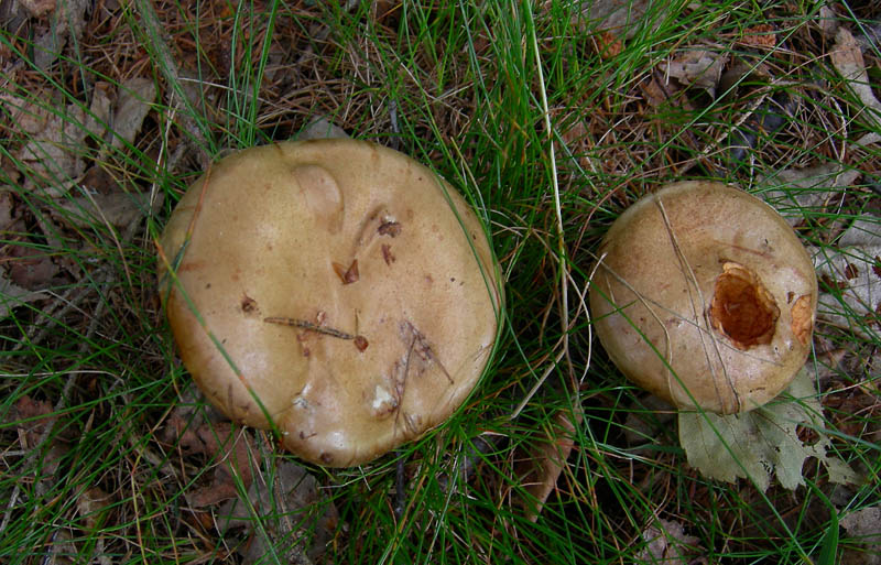 Paxillus involutus - Val di Cembra 5....