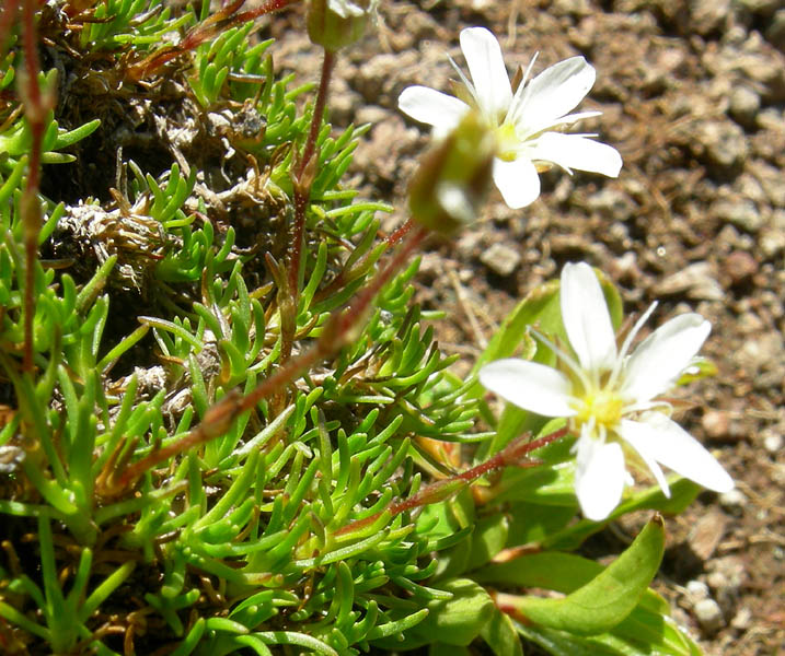 Minuartia recurva / Miuartia ricurva