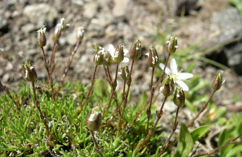 Minuartia recurva / Miuartia ricurva