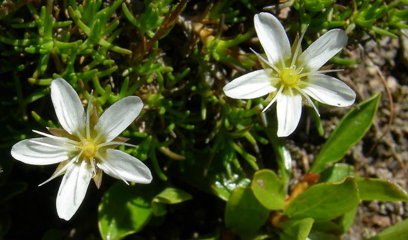 Minuartia recurva / Miuartia ricurva