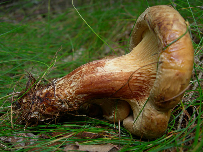 Paxillus involutus - Val di Cembra 5....