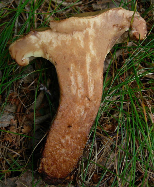 Paxillus involutus - Val di Cembra 5....