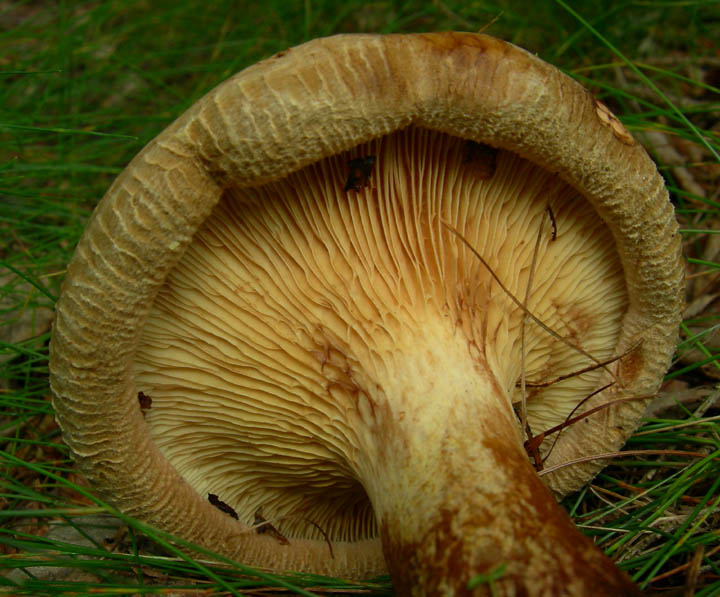 Paxillus involutus - Val di Cembra 5....