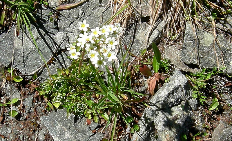 Val Campelle............6 Saxifraga paniculata