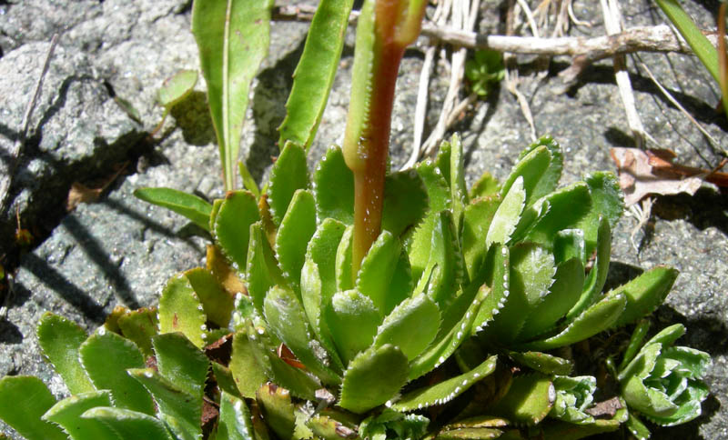 Val Campelle............6 Saxifraga paniculata