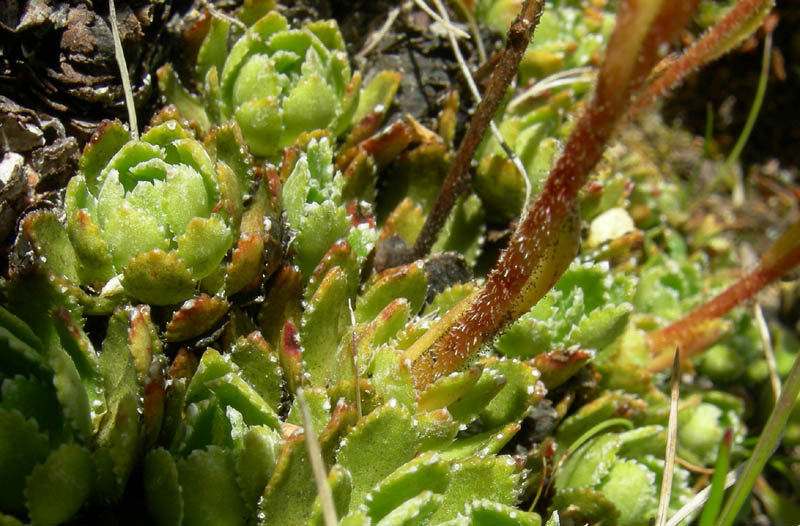 Val Campelle............6 Saxifraga paniculata