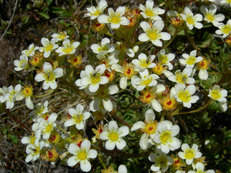 Val Campelle............6 Saxifraga paniculata