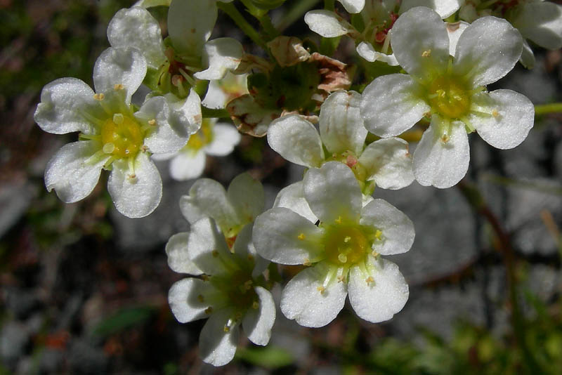 Val Campelle............6 Saxifraga paniculata