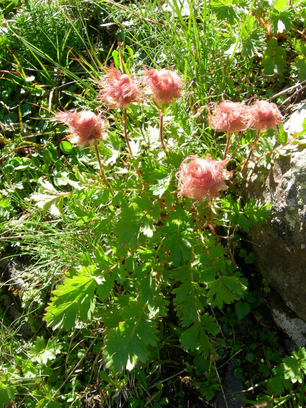 Val Campelle: Geum reptans