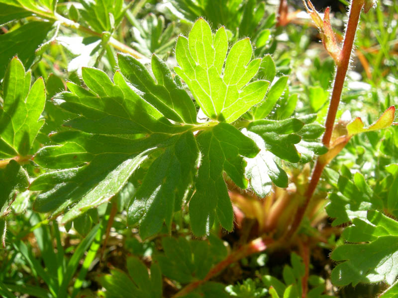 Val Campelle: Geum reptans