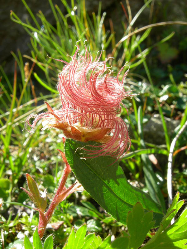 Val Campelle: Geum reptans