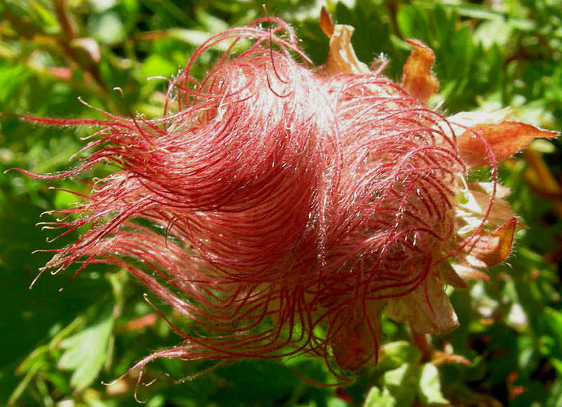 Val Campelle: Geum reptans