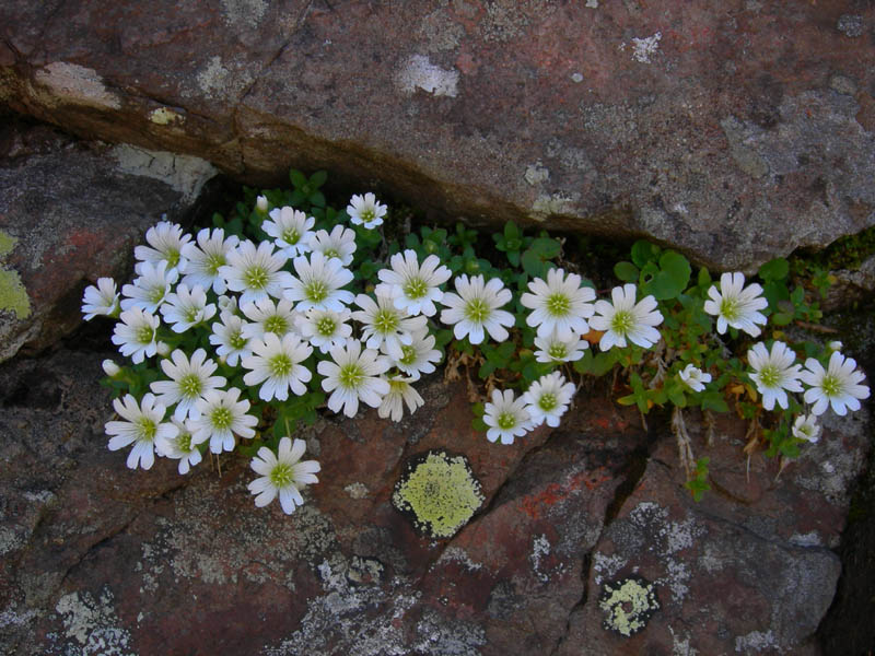 Cerastium uniflorum / Cerastio unifloro