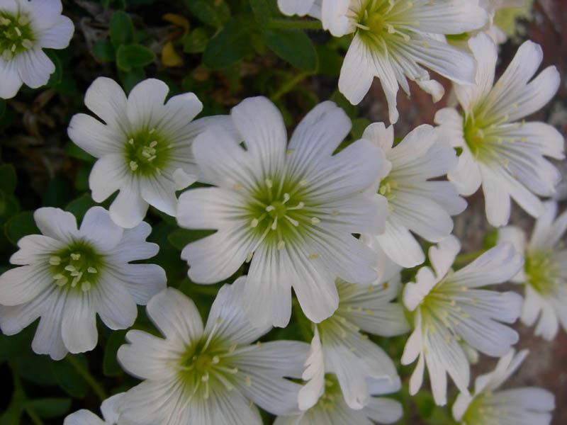 Cerastium uniflorum / Cerastio unifloro