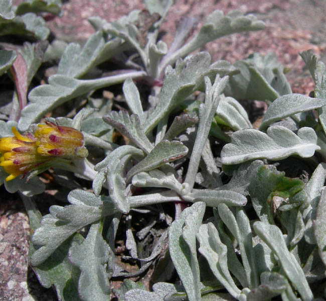 Senecio incanus (= Jacobaea incana) / Senecio canuto