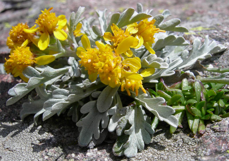 Senecio incanus (= Jacobaea incana) / Senecio canuto