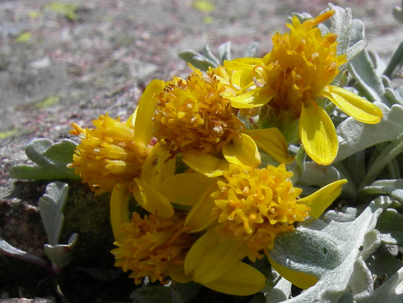 Senecio incanus (= Jacobaea incana) / Senecio canuto