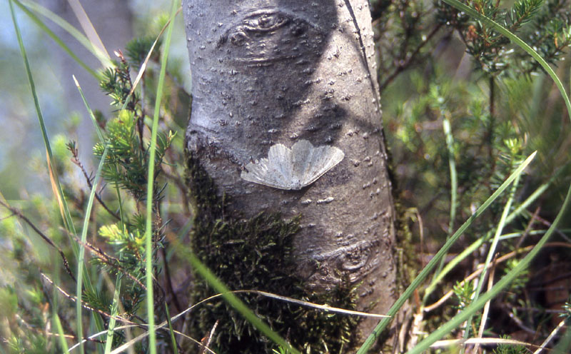 quale Geometridae ?......dal Trentino