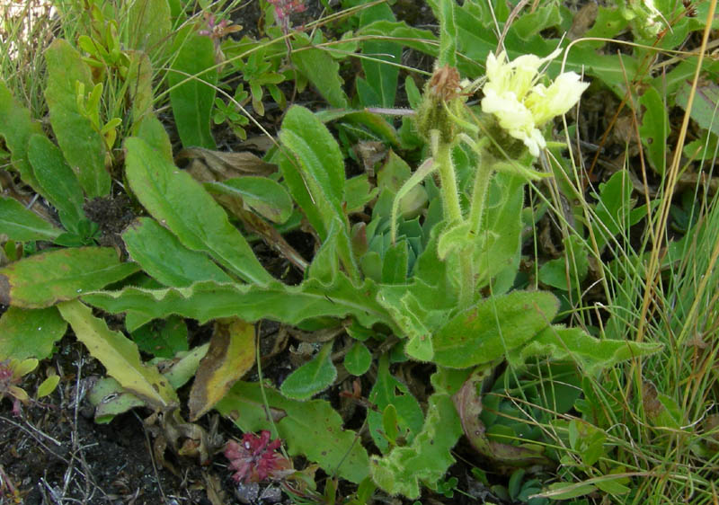 Schlagintweitia intybacea (=Hieracium intybaceum) / Sparviere vischioso