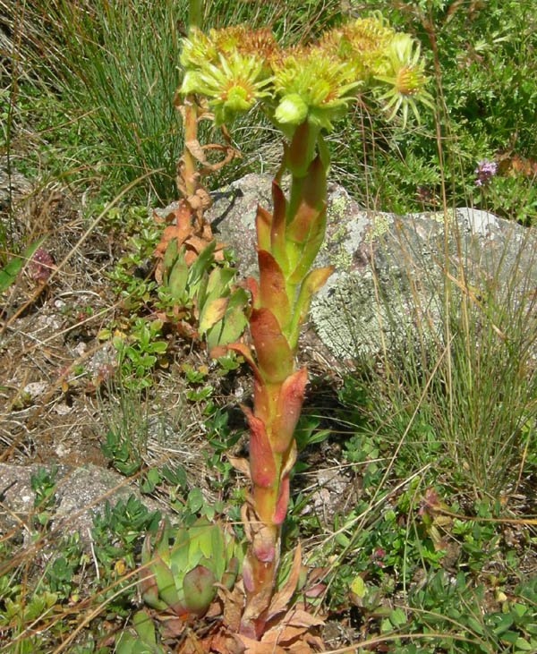 Sempervivum wulfenii / Semprevivo di Wulfen