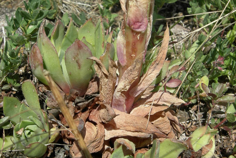 Sempervivum wulfenii / Semprevivo di Wulfen