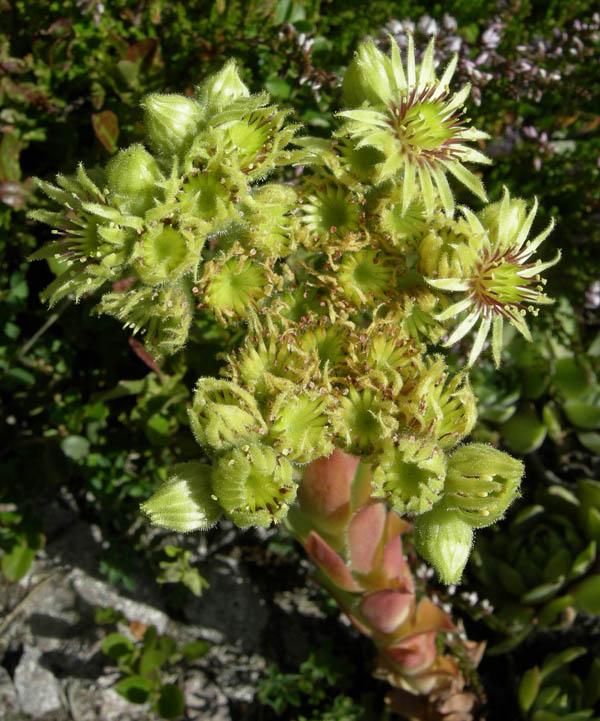 Sempervivum wulfenii / Semprevivo di Wulfen