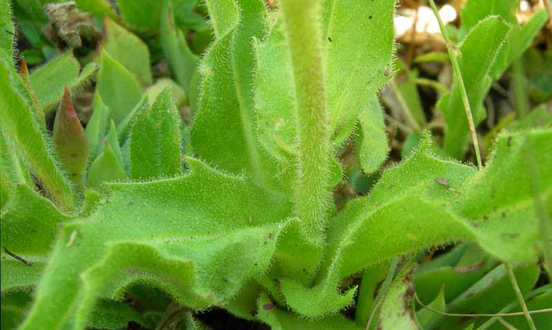 Schlagintweitia intybacea (=Hieracium intybaceum) / Sparviere vischioso