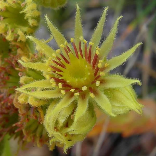 Sempervivum wulfenii / Semprevivo di Wulfen