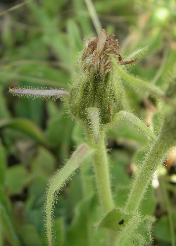 Schlagintweitia intybacea (=Hieracium intybaceum) / Sparviere vischioso